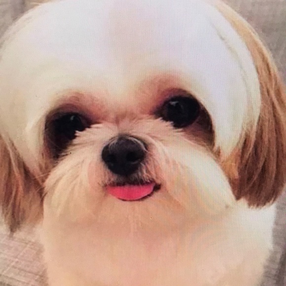 Meet your Posher, Chandler - Picture 1 of 1